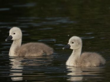 Zwei junge Schwäne