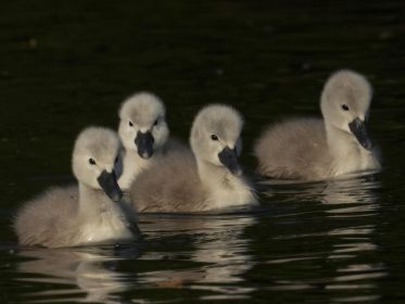 Vier von sechs Jungschwänen im Abendlicht