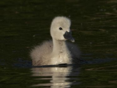 Schwanen-Küken, rund eine Woche alt