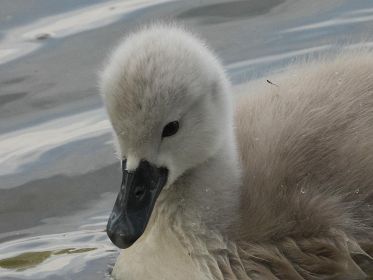 Porträt eines Jungschwans