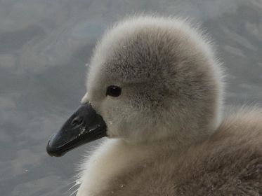 Porträt eines Jungschwans