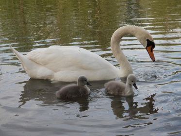 Schwanenmutter mit zwei Kindern