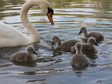 Schwanenmutter mit Anhang