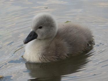 Jungschwan im Wasser