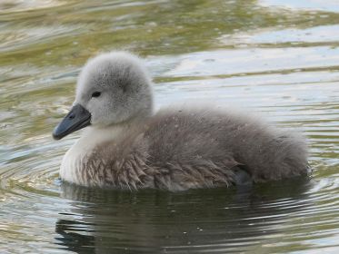 Jungschwan im Wasser