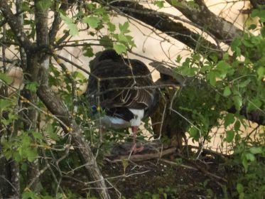 Graugans an ihrem Nest