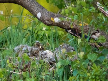 Das verlassene Kanadagans-Gelege. Später wird die Familie dort wieder Platz nehmen