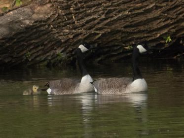 Ein Kanadagans-Paar führt ein einziges Gössel