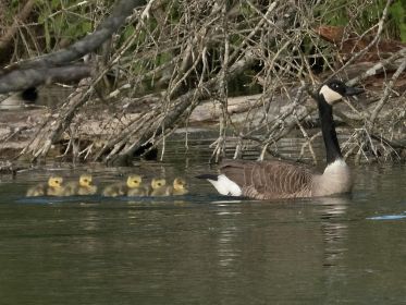 Geschlüpft am 11. oder 12. Mai 2020: Kanadagans mit Gösseln. Gans vorne Graugans-Gössel