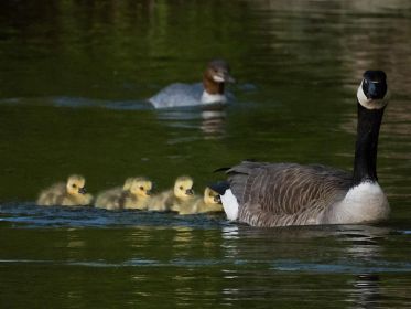 Geschlüpft am 11. oder 12. Mai 2020: Kanadagans mit Gösseln. Gans vorne Graugans-Gössel