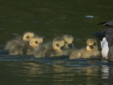 Geschlüpft am 11. oder 12. Mai 2020: Kanadagans mit Gösseln. Gans vorne Graugans-Gössel