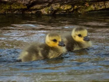 Zwei Kanadagans-Gössel