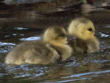 Links Graugans-Gössel, rechts Kanadagans-Gössel