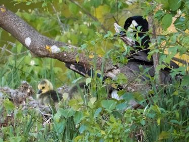 Am Abend wieder am Nestplatz. Familie mit vier Kanadagans-Gösseln und einem Graugans-Gössel
