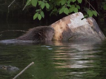 Biber am Abend knabbert am Holz