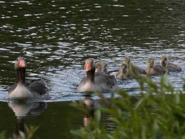 Graugans-Familie mit sechs Gösseln