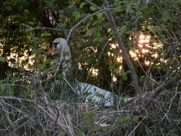 Am Abend kehrte Familie Schwan ins Nest zurück