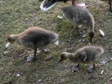 Graugans-Familie mit fünf Gösseln unterschiedlicher Größe