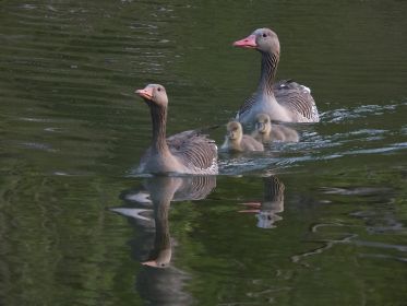 Graugans-Familie mit zwei Gänsekindern