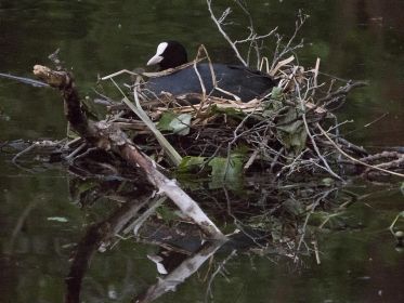Blesshuhn-Nest in einem Seitenarm des Amperstausees