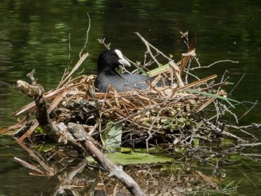 Blesshuhn-Nest in einem ruhigen Seitenarm des Amperstausees