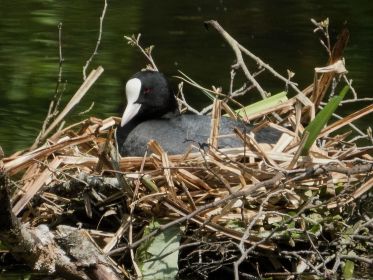 Selbstzufrieden dreinblickendes Blesshuhn auf dem schönen Nest