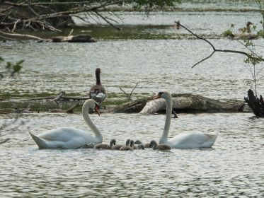 Sechs Schwanenküken, eingerahmt von den umsichtigen Eltern