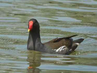 Teichhuhn in Ufernähe