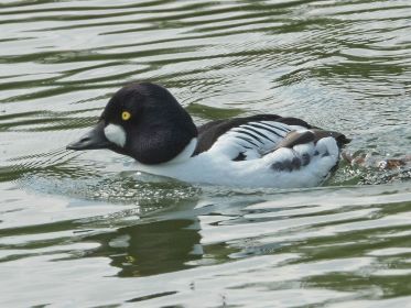 Auch die Schellente ist wieder zugegen