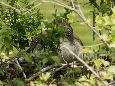 Nur noch ein einziges Graugansnest ist sichtbar