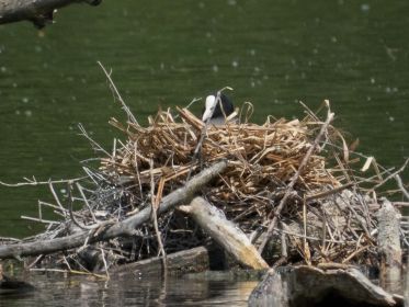 Blesshuhn-Nest mitten im Amperstausee