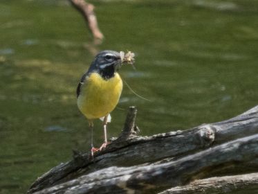 Gebirgsstelze stolzierend mit erbeutetem Insekt