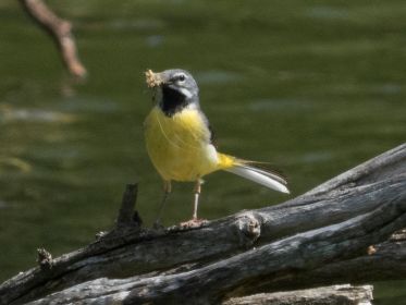 Gebirgsstelze stolziert auf Ast mit erbeutetem Insekt