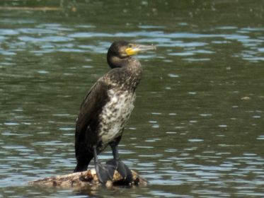 Kormoran auf Futtersuche