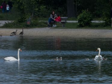 Familie Schwan in Ufernähe