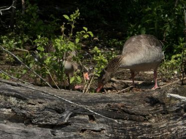 Zwei Graugänse knabbern an Grünzeug am ehemaligen Nestplatz einer am Kopf weißgefleckten Kanadagans