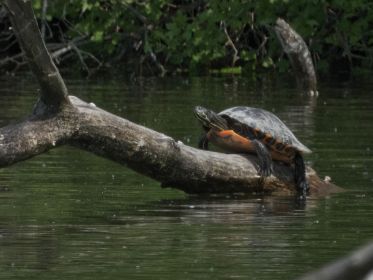 Wasserschildkröte mit Glupschaugen