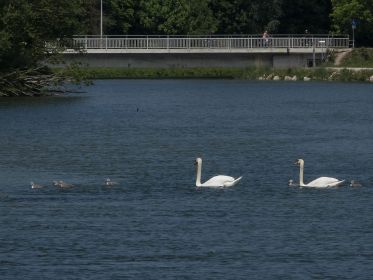 Familie Schwan mit Kurs auf Holzstegbereich