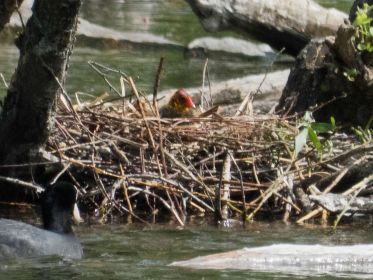 Blesshühnchen in Erwartung von Nahrung