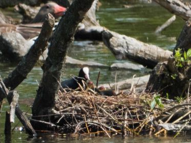 Blesshuhn füttert Nachwuchs. Gans oben links guckt zu
