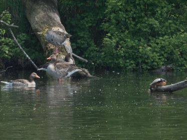Holzbänke für Wasserschildkröte und Graugänse