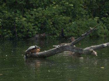 Wasserschildkröte auf Stammbaum