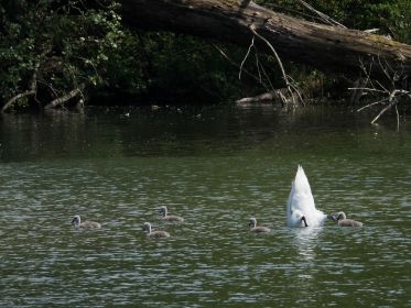 Fünf von sechs Schwanen-Jungen