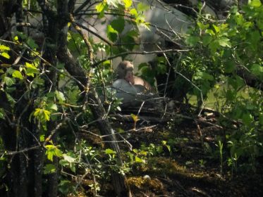 Das Nest der einzigen noch brütenden Graugans