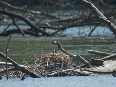 Aufnahme im Gegenlicht. Ein Blesshuhn-Nest