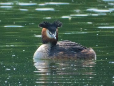 Taucher mit ansprechender Haube