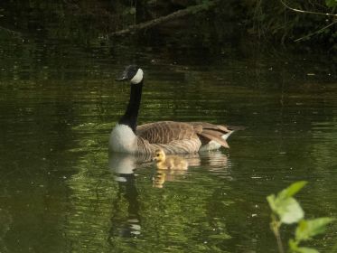 Nur noch ein einziges Gössel. Anfangs drei, dann zwei - jetzt nur noch eins