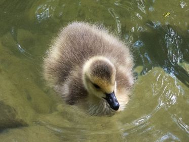 Das einzige noch verbliebene Gössel der am Kopf weißgefleckten Kanadagans