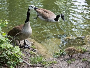 Gössel steigt aus dem Wasser. Gänsemutter folgt sogleich