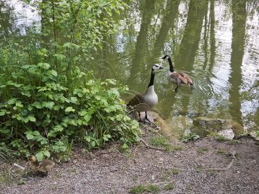 Gans links unten Gänschen auf gefährlicher Erkundungstour